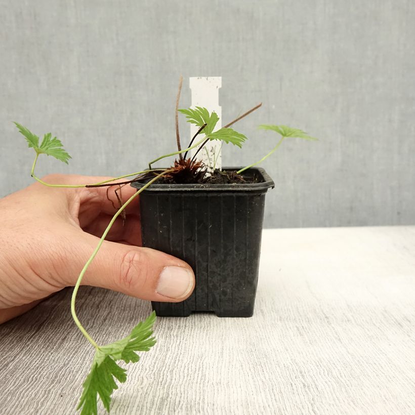 Example of Storchschnabel Blue Cloud - Geranium Kleine Töpfe von 8/9 cm as you get in automne