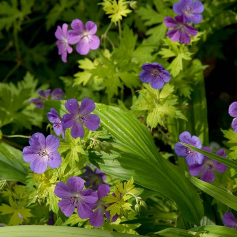 Storchschnabel Blue Sunrise - Geranium (Flowering)