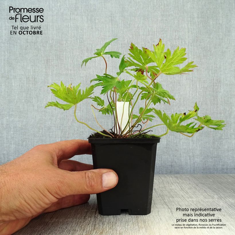 Example of Storchschnabel Blue Sunrise - Geranium Kleine Töpfe von 8/9 cm as you get in automne