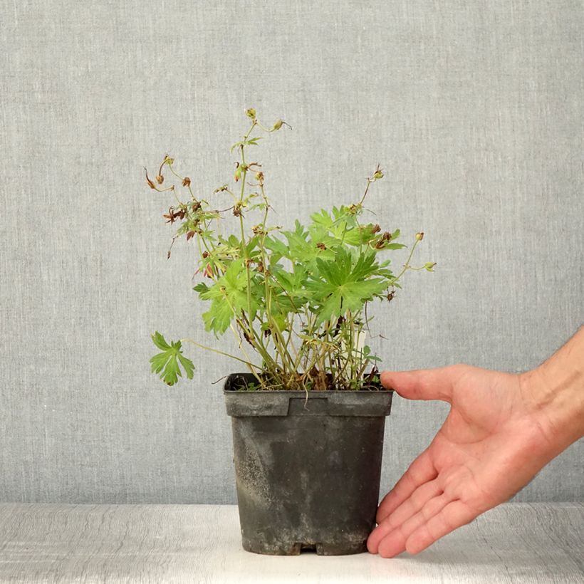 Example of Storchschnabel Blue Sunrise - Geranium Topf mit 2L/3L as you get in ete