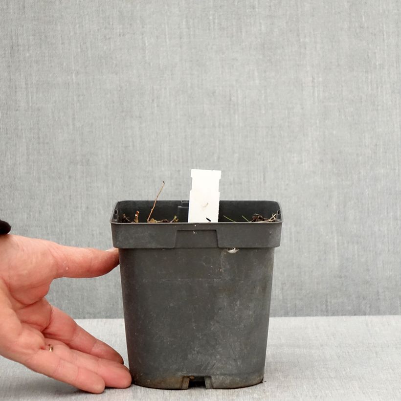 Exemplar von Storchschnabel Blue Sunrise - Geranium Topf mit 2L/3L wie im Frühjahr geliefert