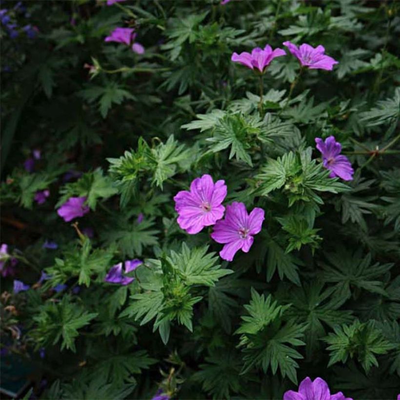 Geranium sanguineum Blushing Turtle - Blutstorchschnabel (Flowering)
