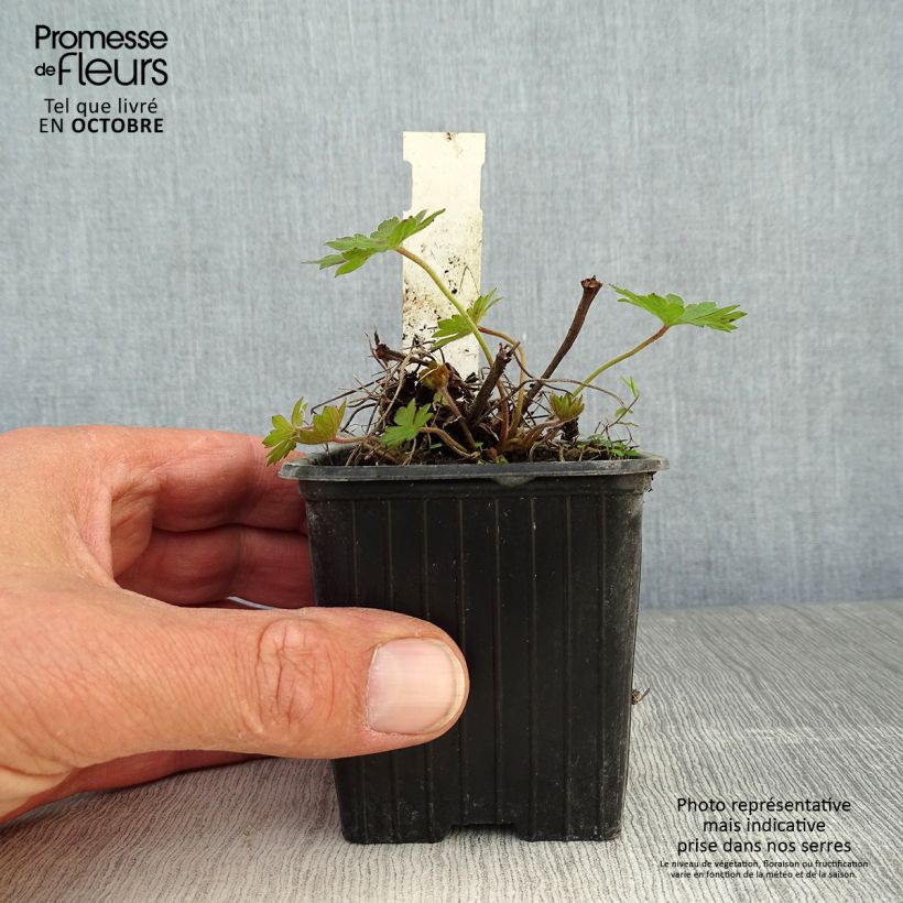 Example of Geranium sanguineum Blushing Turtle - Blutstorchschnabel Kleine Töpfe von 8/9 cm as you get in automne