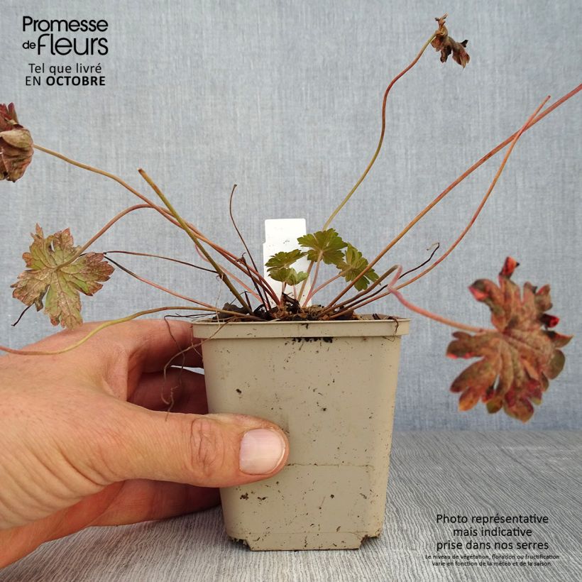 Example of Geranium sessiliflorum Bob's Blunder - Storchschnabel Kleine Töpfe von 8/9 cm as you get in automne