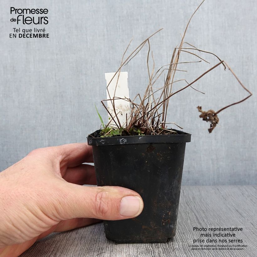 Example of Storchschnabel Brookside - Geranium Kleine Töpfe von 8/9 cm as you get in automne