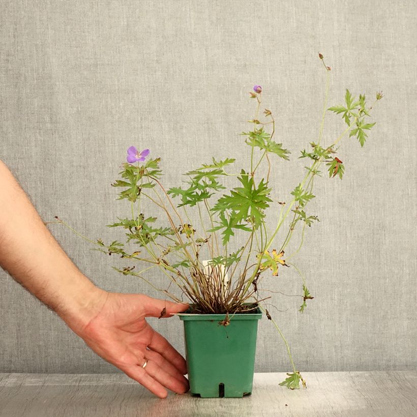 Example of Storchschnabel Brookside - Geranium Topf mit 1L/1,5L as you get in automne