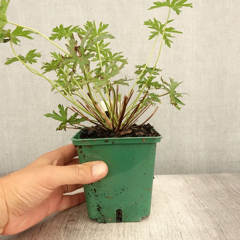 Exemplar von Storchschnabel Brookside - Geranium Topf mit 1L/1,5L wie im Sommer geliefert