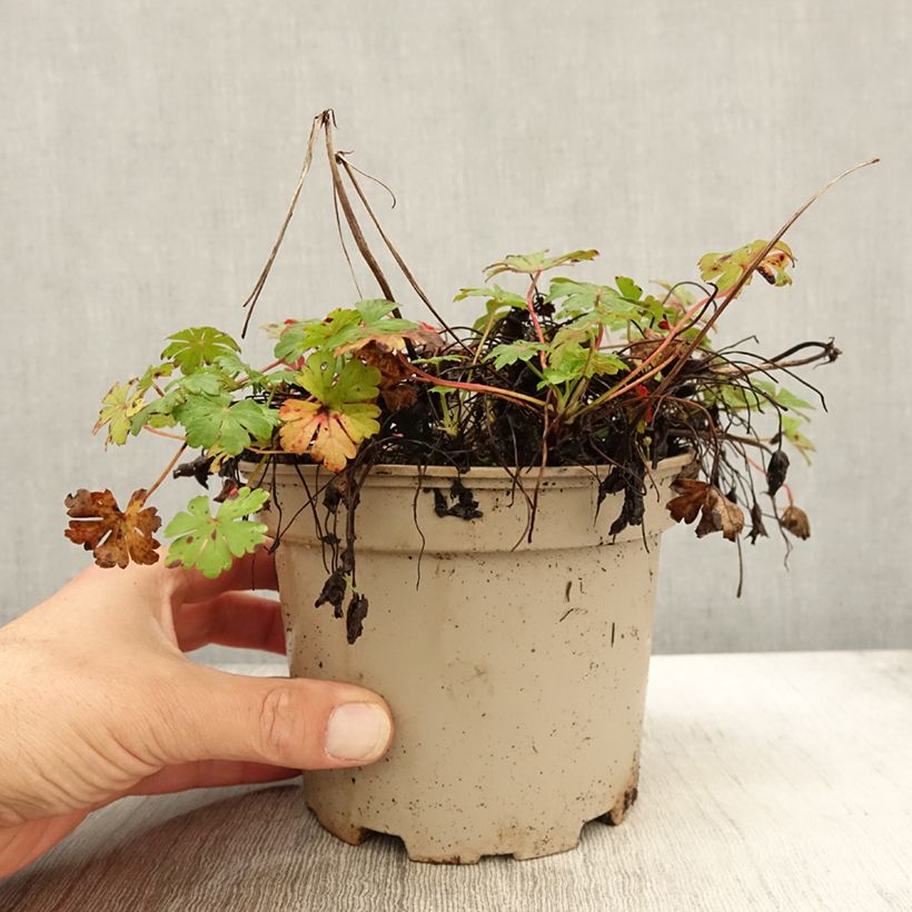 Example of Geranium cantabrigiense Biokovo - Cambridge Storchschnabel Topf mit 2L/3L as you get in automne