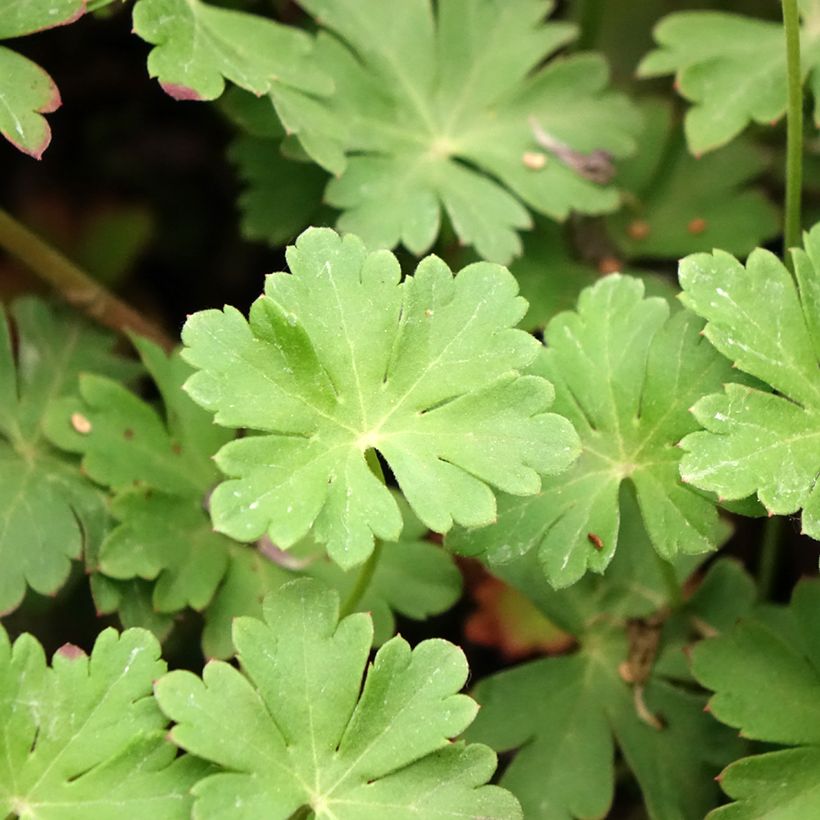 Geranium cantabrigiense Cambridge - Cambridge Storchschnabel (Foliage)