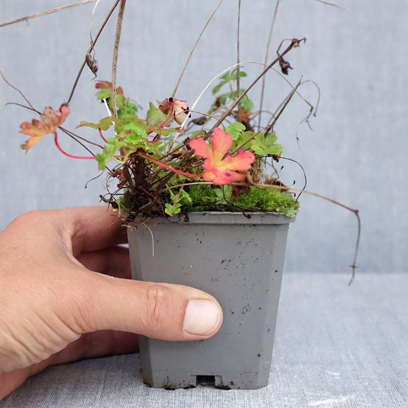 Exemplar von Geranium cantabrigiense Cambridge - Cambridge Storchschnabel Kleine Töpfe von 8/9 cm wie im Herbst geliefert