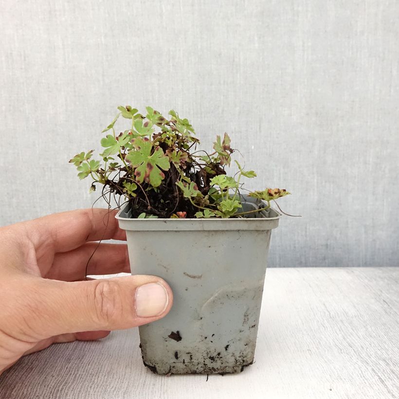 Example of Geranium cantabrigiense Cambridge - Cambridge Storchschnabel Kleine Töpfe von 8/9 cm as you get in ete
