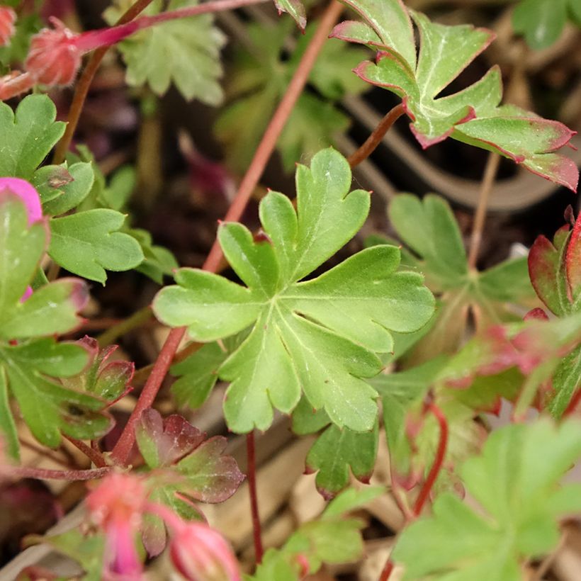 Geranium cantabrigiense Crystal Rose - Cambridge Storchschnabel (Foliage)