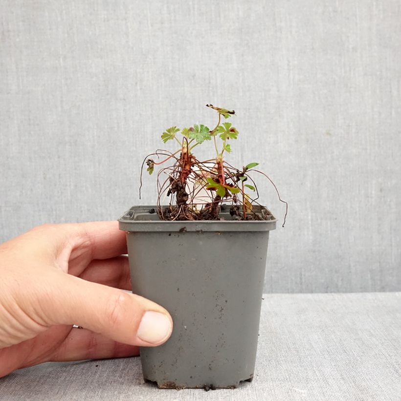 Exemplar von Geranium cantabrigiense Crystal Rose - Cambridge Storchschnabel Kleine Töpfe von 8/9 cm wie im Herbst geliefert