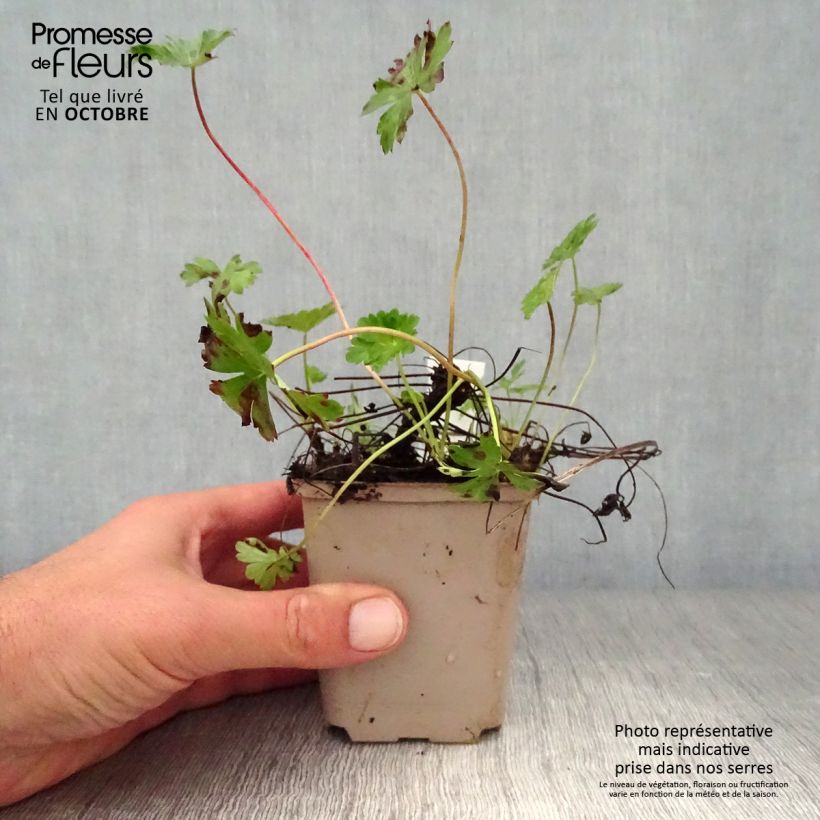 Example of Geranium cantabrigiense Intense - Cambridge Storchschnabel Kleine Töpfe von 8/9 cm as you get in automne