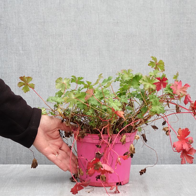 Exemplar von Geranium cantabrigiense Karmina - Cambridge Storchschnabel Topf mit 2L/3L wie im Herbst geliefert