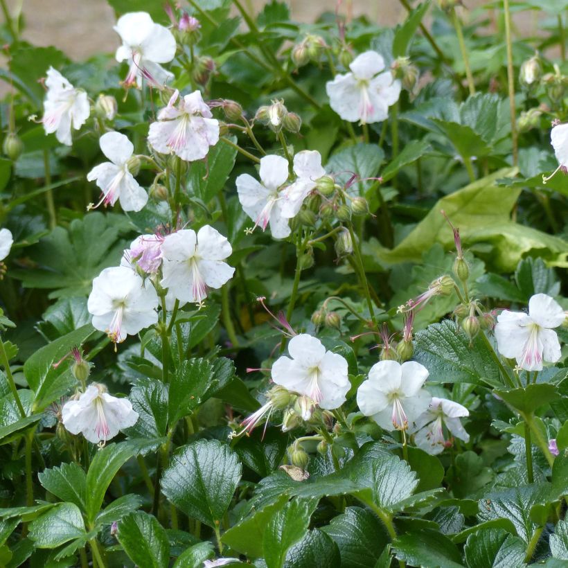 Geranium cantabrigiense St Ola - Cambridge Storchschnabel (Flowering)