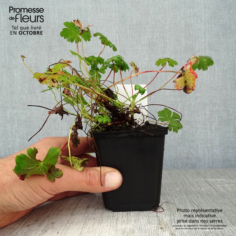 Example of Geranium cantabrigiense St Ola - Cambridge Storchschnabel Kleine Töpfe von 8/9 cm as you get in automne