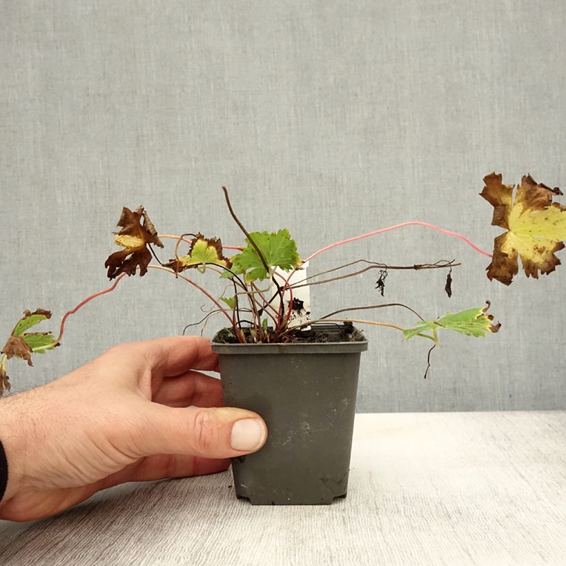 Example of Geranium psilostemon Catherine Deneuve - Armenischer Storchschnabel Kleine Töpfe von 8/9 cm as you get in automne