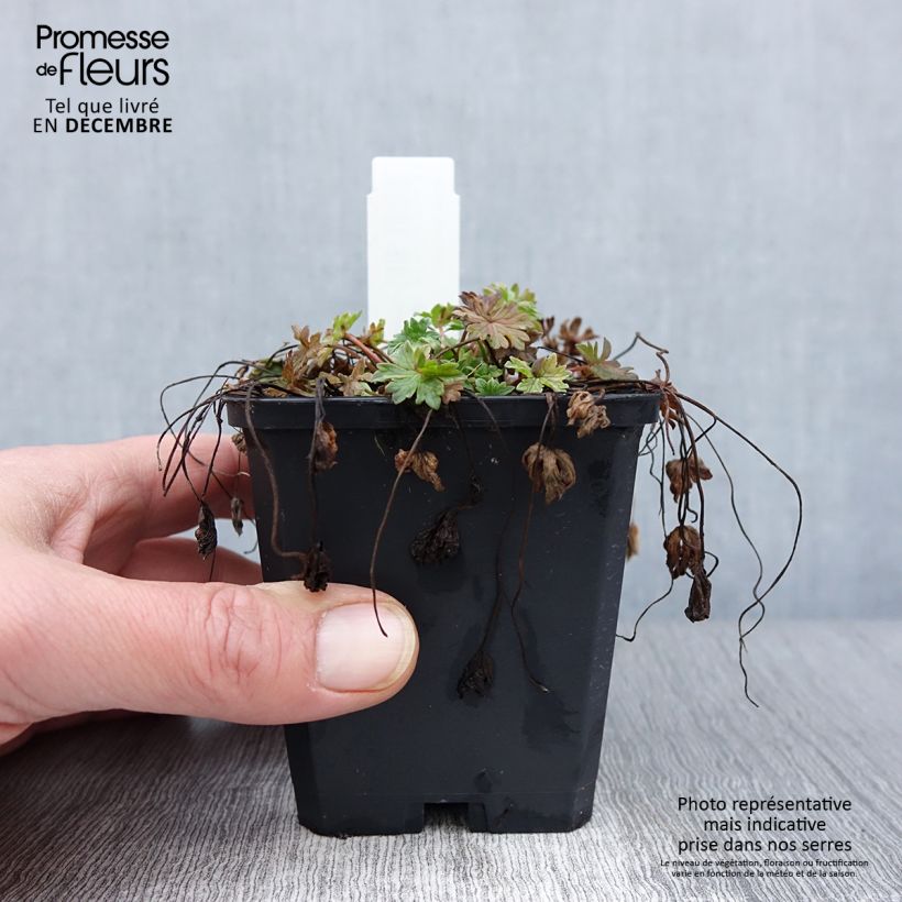 Example of Geranium cinereum Ballerina - Aschgrauer Storchschnabel Kleine Töpfe von 8/9 cm as you get in automne