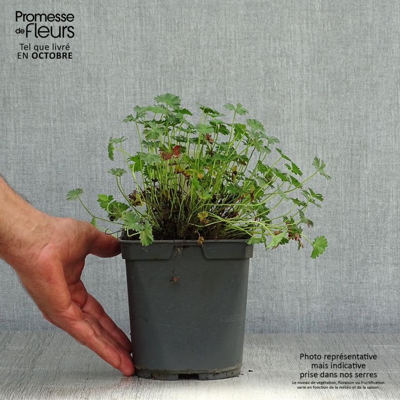 Example of Geranium cinereum Ballerina - Aschgrauer Storchschnabel Topf mit 2L/3L as you get in automne