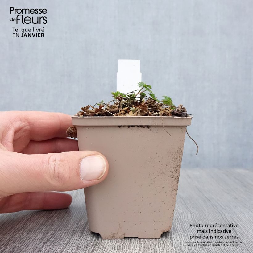 Exemplar von Geranium cinereum Carol - Aschgrauer Storchschnabel Kleine Töpfe von 8/9 cm wie im Winter geliefert