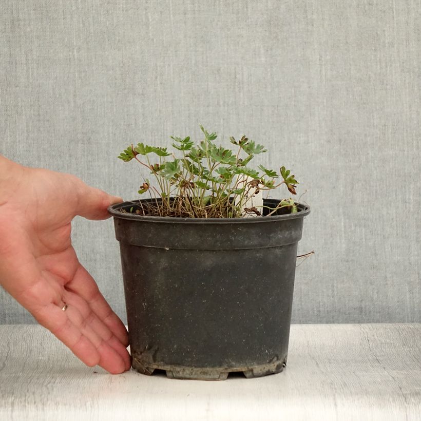 Example of Geranium cinereum Jolly Jewel Night - Aschgrauer Storchschnabel Topf mit 2L/3L as you get in ete