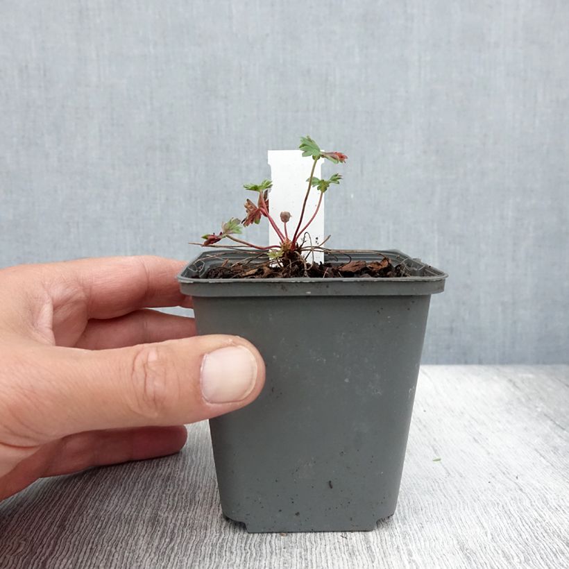 Example of Geranium cinereum Jolly Jewel Hot Pink - Aschgrauer Storchschnabel Kleine Töpfe von 8/9 cm as you get in ete