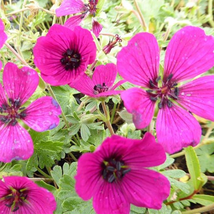 Geranium cinereum Jolly Jewel Red Improved - Aschgrauer Storchschnabel (Flowering)