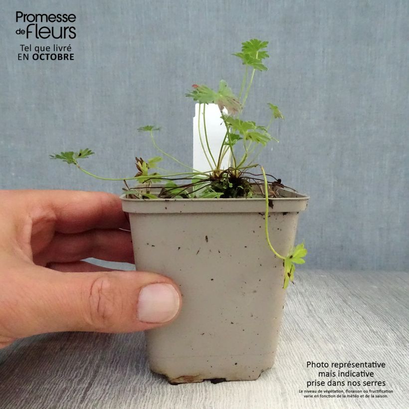 Example of Geranium cinereum Laurence Flatman - Aschgrauer Storchschnabel Kleine Töpfe von 8/9 cm as you get in automne
