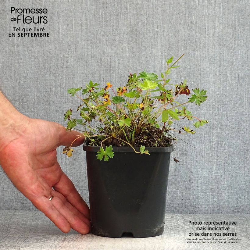 Example of Geranium cinereum Laurence Flatman - Aschgrauer Storchschnabel Topf mit 1,5L/2L as you get in ete