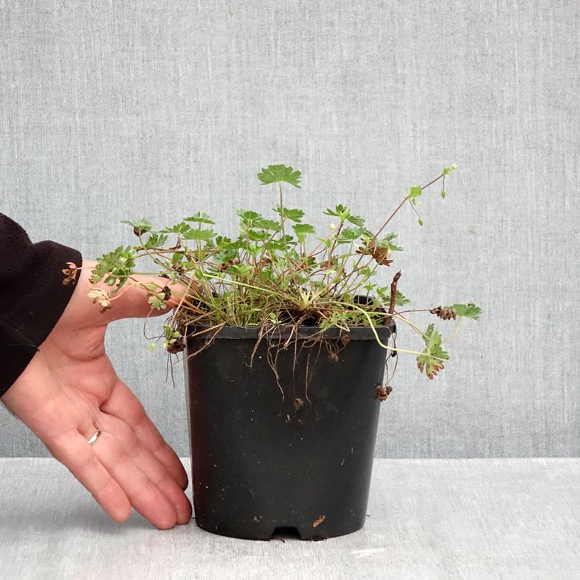 Exemplar von Geranium cinereum v. subcaulescens Giuseppii - Aschgrauer Storchschnabel Topf mit 2L/3L wie im Herbst geliefert