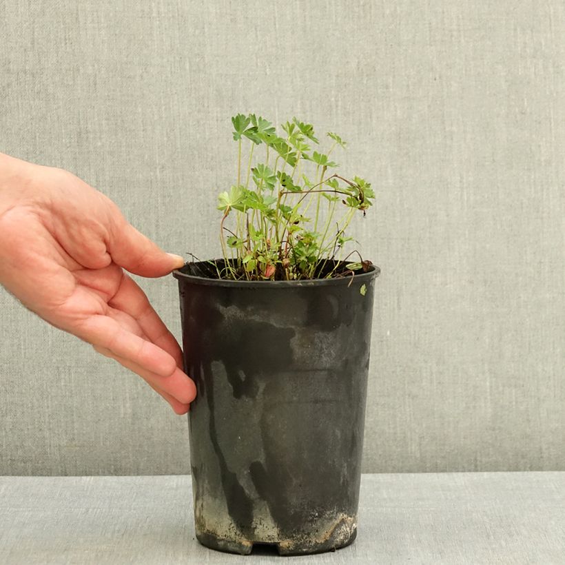 Exemplar von Geranium cinereum v. subcaulescens - Aschgrauer Storchschnabel Topf mit 2L/3L wie im Sommer geliefert