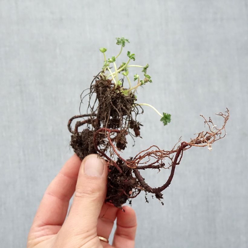 Example of Geranium cinereum v. subcaulescens - Aschgrauer Storchschnabel Wurzelnackt as you get in hiver