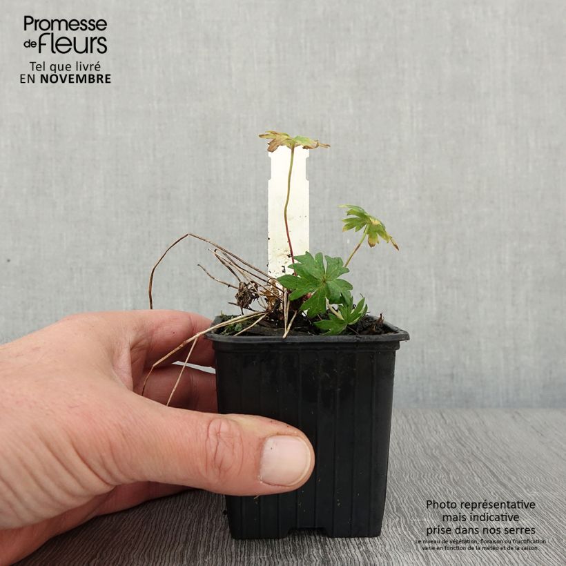 Example of Geranium clarkei Kashmir Purple - Clarkes Storchschnabel Kleine Töpfe von 8/9 cm as you get in automne
