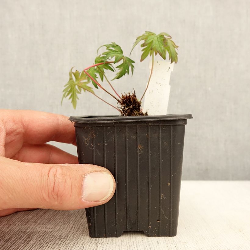 Exemplar von Geranium clarkei Kashmir Purple - Clarkes Storchschnabel Kleine Töpfe von 8/9 cm wie im Frühjahr geliefert