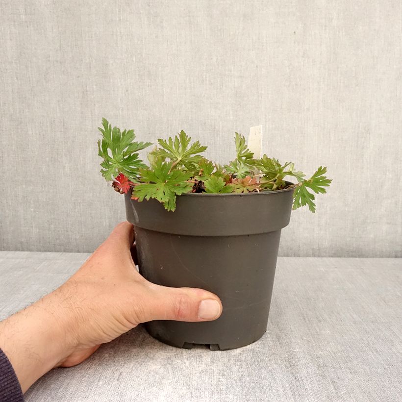 Exemplar von Geranium clarkei Kashmir Purple - Clarkes Storchschnabel Topf mit 2L/3L wie im Frühjahr geliefert