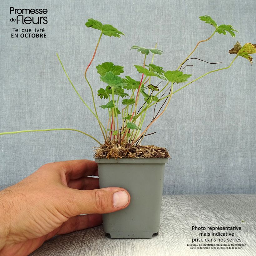 Example of Storchschnabel Coombland White - Geranium Kleine Töpfe von 8/9 cm as you get in automne