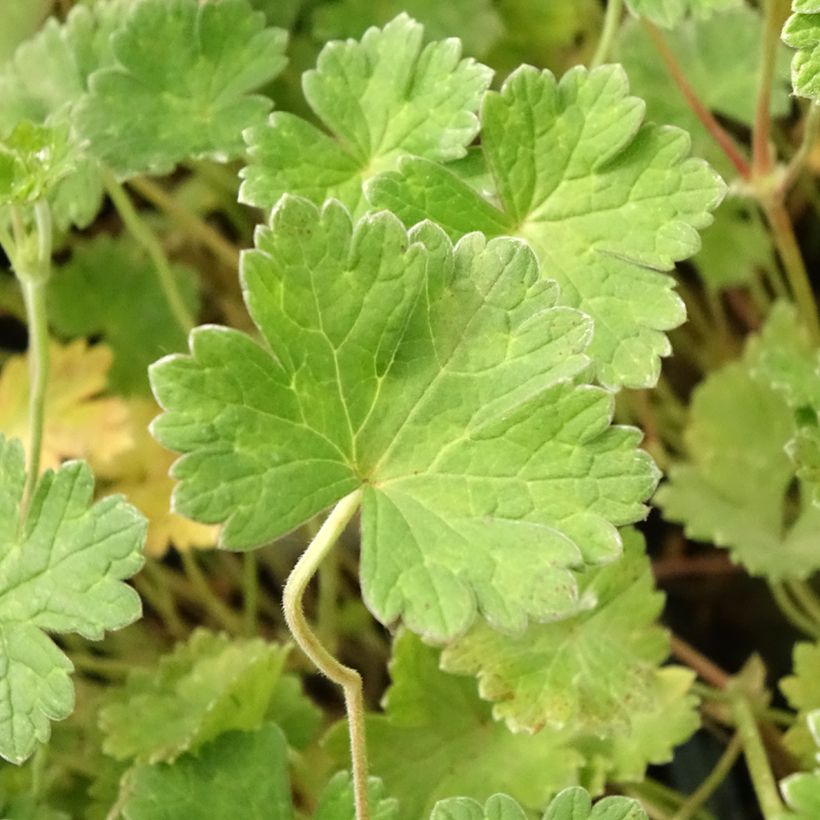 Storchschnabel Coombland White - Geranium (Foliage)