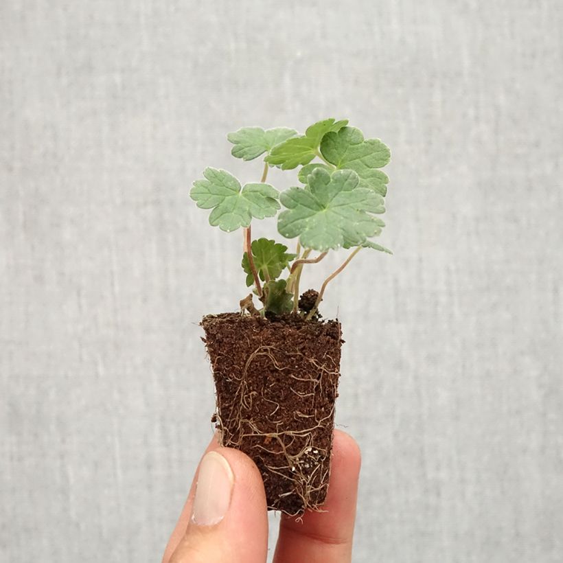 Example of Storchschnabel Coombland White - Geranium Mini-Plug Ø 3/4 cm as you get in automne