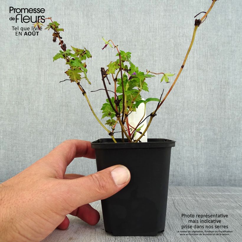 Example of Storchschnabel Censation Daily Purple - Geranium Kleine Töpfe von 8/9 cm as you get in ete