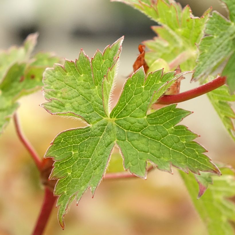 Storchschnabel Censation Daily Purple - Geranium (Foliage)