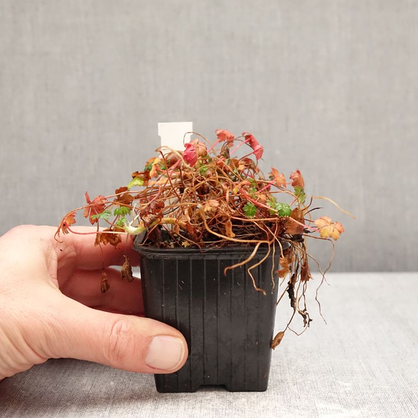 Exemplar von Geranium dalmaticum - Dalmatinischer Storchschnabel Kleine Töpfe von 8/9 cm wie im Winter geliefert