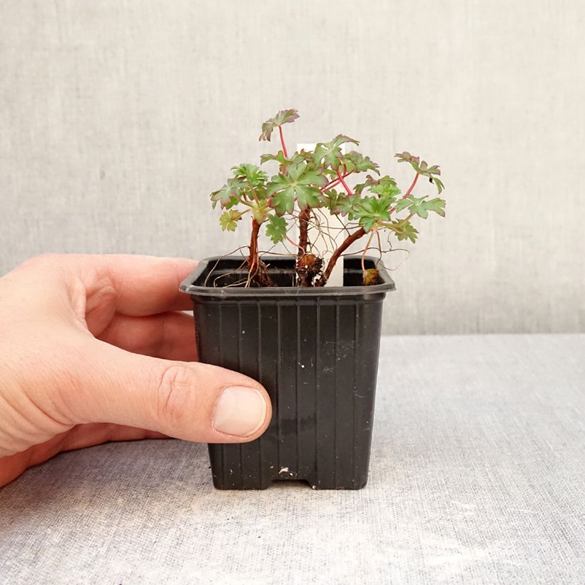 Exemplar von Geranium dalmaticum - Dalmatinischer Storchschnabel Kleine Töpfe von 8/9 cm wie im Frühjahr geliefert
