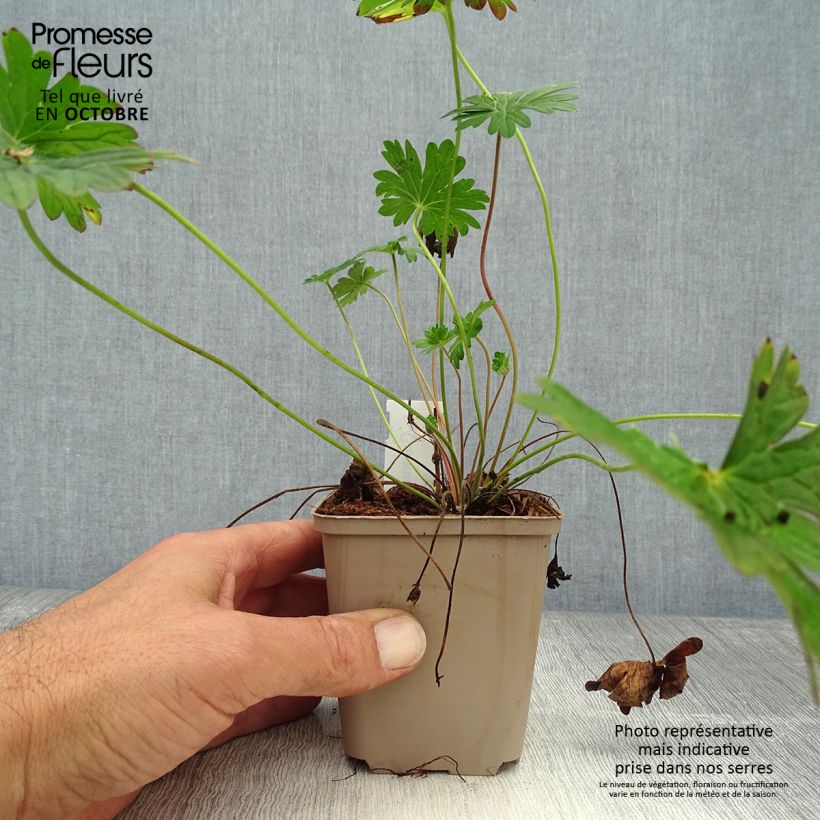 Example of Storchschnabel Dilys - Geranium Kleine Töpfe von 8/9 cm as you get in automne