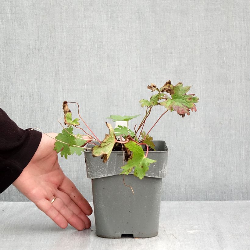 Exemplar von Storchschnabel Dragon Heart - Geranium Topf mit 2L/3L wie im Herbst geliefert