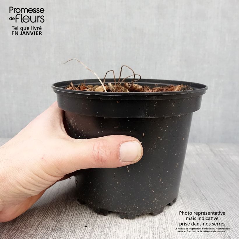 Example of Storchschnabel Dragon Heart - Geranium Topf mit 2L/3L as you get in hiver
