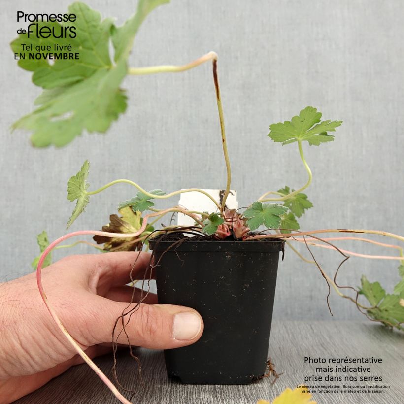 Example of Storchschnabel Dreamland - Geranium Kleine Töpfe von 8/9 cm as you get in automne