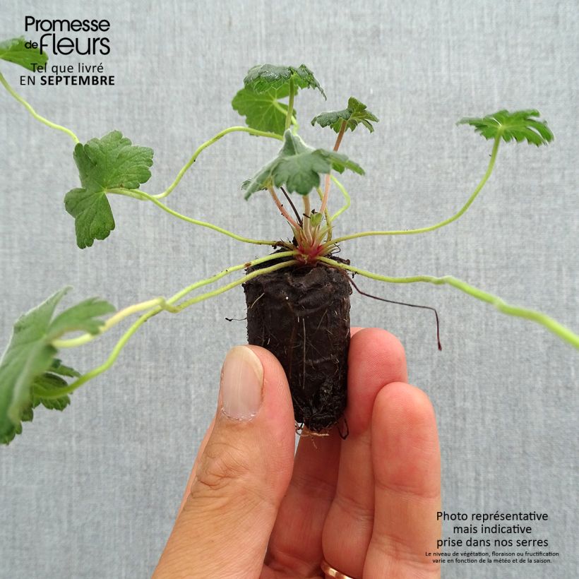 Example of Storchschnabel Dreamland - Geranium Mini-Plug Ø 3/4 cm as you get in automne