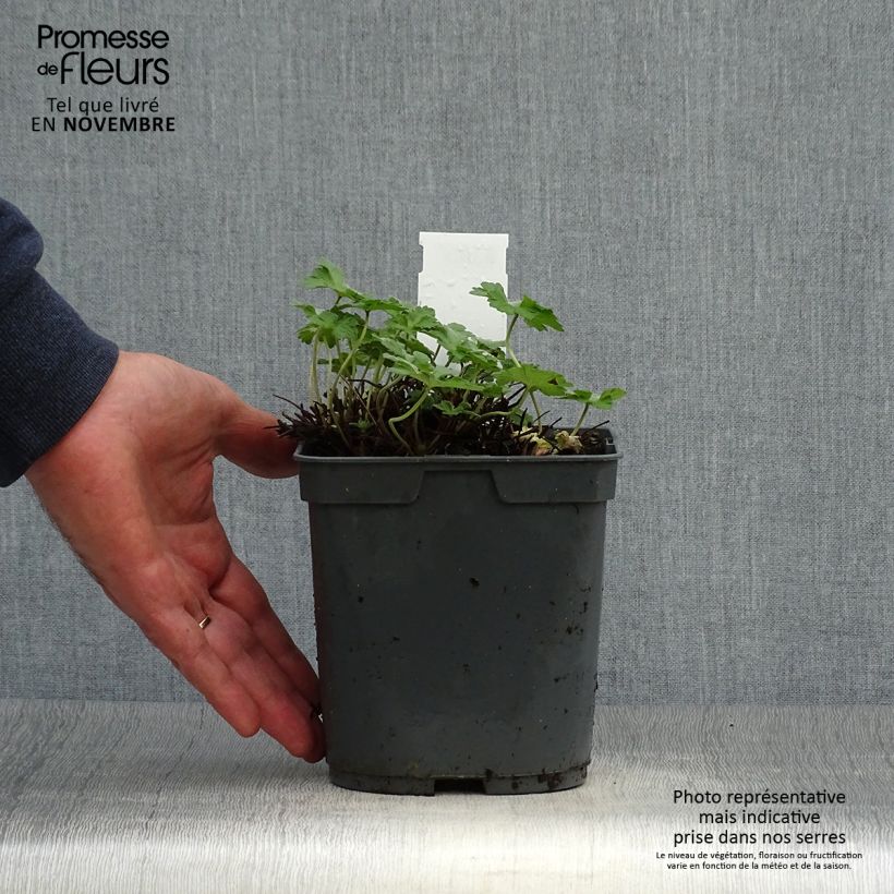 Example of Storchschnabel Dreamland - Geranium Topf mit 2L/3L as you get in automne