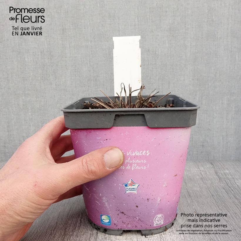 Exemplar von Storchschnabel Dreamland - Geranium Topf mit 2L/3L wie im Winter geliefert